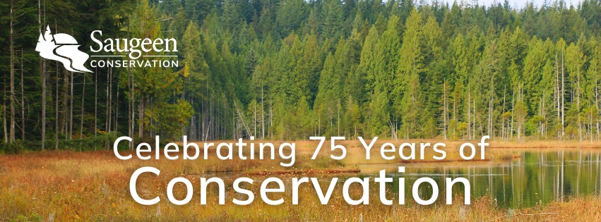 Wetland surrounded by trees